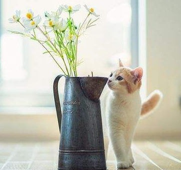 西部战区某部营区安防监控及网络布线物资采购项目