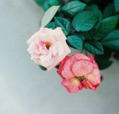 政府采购非招标采购方式管理办法